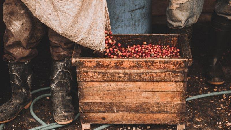 World’s Finest - Blue Mountain Coffee