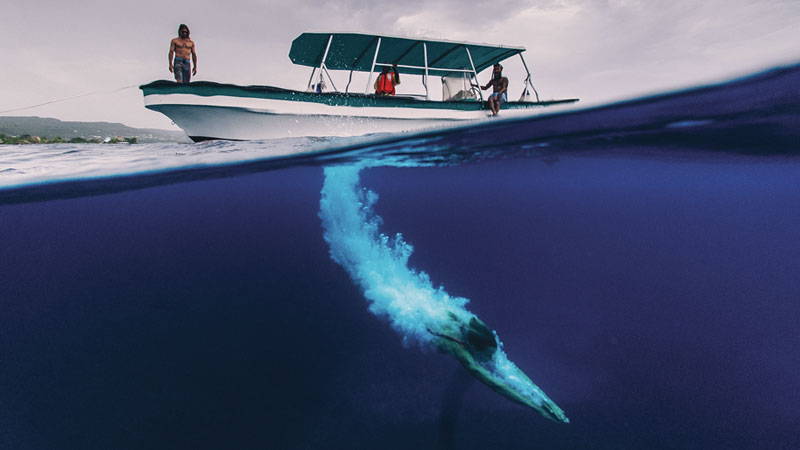 Oracabessa Fish Santuary By Revivalist Jerry Ricciotti